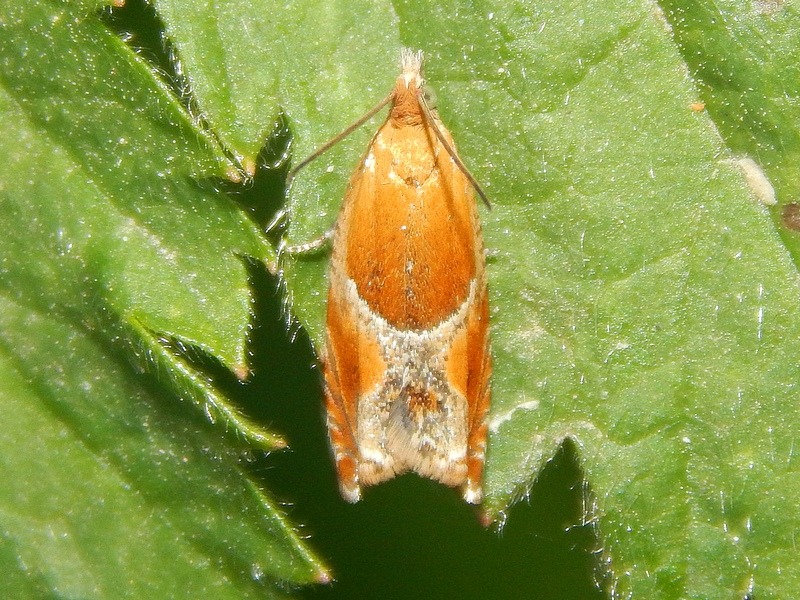 Ancylis badiana - Tortricidae? - cf. obtusana